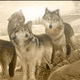 Wolfspakt.de