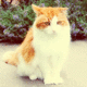 Alley Paws