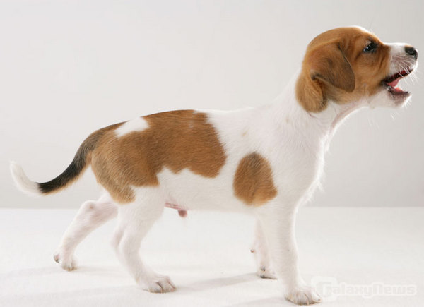 Der will doch nur spielen...