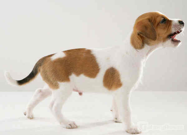 Der will doch nur spielen...